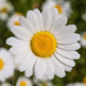 Meet your Posher, Meredith